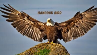 hancock bird